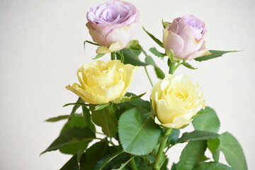 紫と黄色のばら