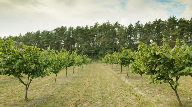Hazelnut trees rows agriculture cultivation garden. Growing raw ripe hazel nuts fruit hanging from branches on countryside field. Harvest autumn farm time. Healthy natural food, eco-friendly products