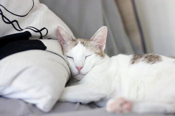 A cat is sleeping on a pillow