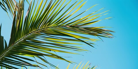 Close-up of vibrant tropical palm tree leaves with a clear blue sky in the background