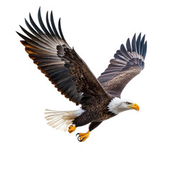 Fototapeta premium Majestic Bald Eagle in Flight, White Background | Wildlife photography