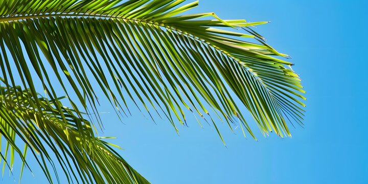 Close-up of green palm tree leaves with a vivid blue sky as the natural backdrop