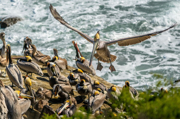 Brown Pelican Flies With Wings Spread Wide Over Over Pelicans