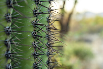 Close Up of Spines On Saguaro Cactus With Copy Space