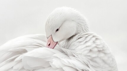 Fototapeta premium A close-up of a serene white bird resting its head on its feathers against a soft background.