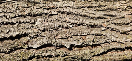 Pine Tree