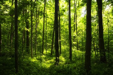 Fototapeta premium A dense green forest with tall trees creating a tranquil atmosphere of natures beauty.