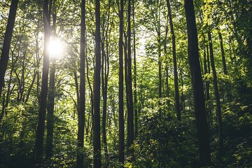 Fototapeta premium An expansive green forest filled with towering trees forming a serene nature environment.