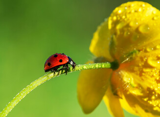 Ladybug resting on a dew-kissed green stem beside glowing golden petals adorned with sparkling dewdrops serene macro nature photography morning tranquility vibrant colors delicate breathtaking harmony