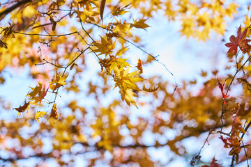 黄色に紅葉したもみじ