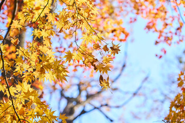 黄色に紅葉したもみじ