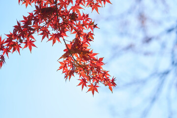 赤く紅葉したもみじ