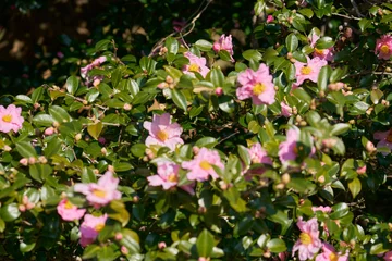 Fototapete Rund ツツジ  © kazus