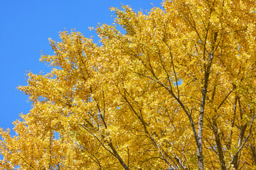 Fototapeta premium 銀杏 紅葉