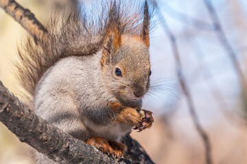 The squirrel with nut sits on tree in the winter or late autumn