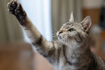 パンチをする可愛い猫　サバトラ猫