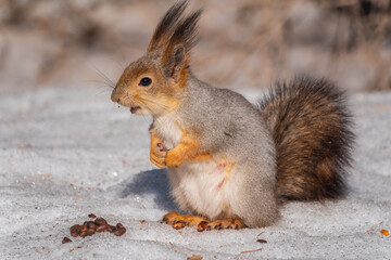 Obraz premium The squirrel in winter sits on white snow.