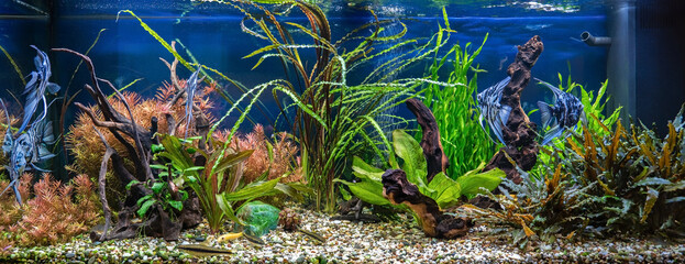 Freshwater aquarium with snags, green stones, tropical fish and water plants. Blue marbled...
