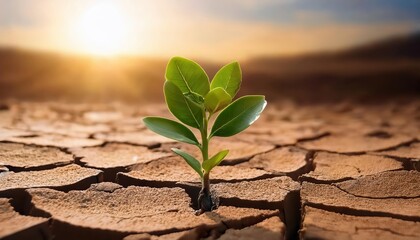 A small green plant emerges from dry, cracked earth, symbolizing hope and resilience in a challenging environment.