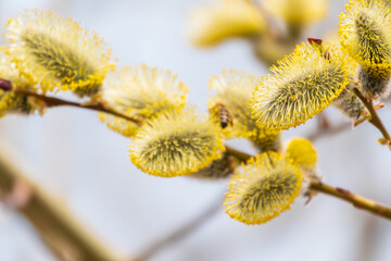 Nature awakes in spring. Blooming willow twigs and furry willow-catkins, so called seals or cats. Holly willow, Salix caprea © Dmitrii Potashkin