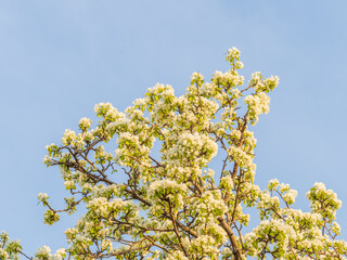 Apple tree branches with white flowers on a background of blue clear sky.
