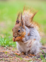 Squirrel eats a nut while sitting in green grass. Eurasian red squirrel, Sciurus vulgaris