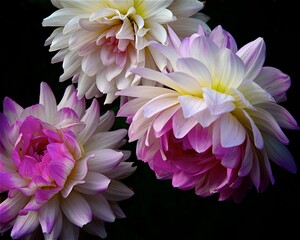 'Dahlias, 2024, Exquisite Flower Series, photo by Catherine Herrera, All Rights Reserved, Contact...