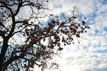 午後の時間シルエットになった柿の実