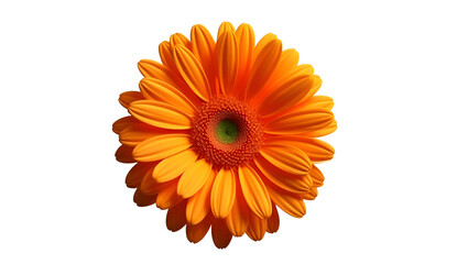 sunflower isolated on white background, Generative AI
