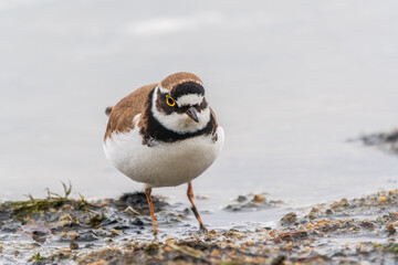 Little ringed plover (Charadrius dubius), bird standing on the lake shore
