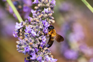 ラベンダーの蜜を吸うオオハキリバチ