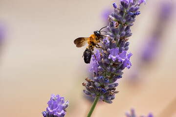 ラベンダーの蜜を吸うオオハキリバチ