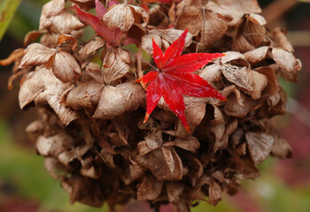 枯れた紫陽花と紅葉したモミジ