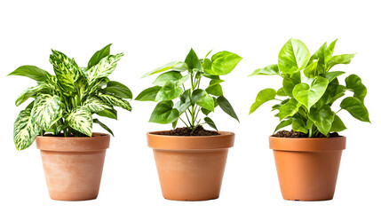 Three Potted Plants in Terra Cotta Pots, Isolated on Black, Showcasing Varied Leaf Patterns and Textures, Perfect for Botanical or Nature-Themed Designs