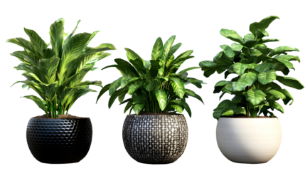 Three Different Potted Plants with Textured Planters, showcasing a trio of lush green indoor foliage with unique decorative pots against a clean black background,