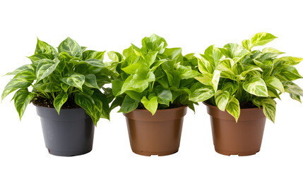 Fototapeta premium Three Potted Golden Pothos Plants Showing Leaf Color Variation, from Deep Green to Bright Yellowish Green, Against a White Background,