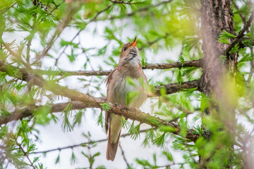 Thrush Nightingale, Luscinia luscinia. A bird sits on a tree branch and sings