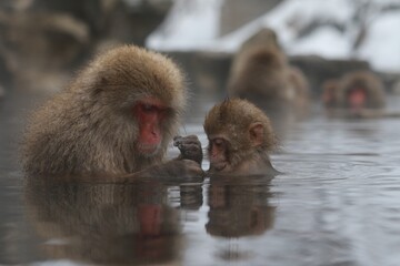 Japanese Snow Monkey Mother Enjoying Hot Spring with Family in Jigokudani, Nagano, Japan