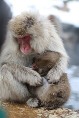 Obraz premium Snow Monkey Mother Hugging Her Baby in a Hot Spring, Jigokudani, Nagano, Japan