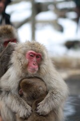 Japanese Snow Monkey Mother Enjoying Hot Spring with Family in Jigokudani, Nagano, Japan