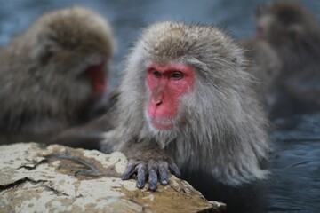 Snow Monkeys Relaxing in a Hot Spring, Jigokudani, Nagano, Japan