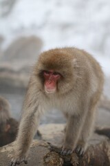 Japanese Snow Monkey Walking Along the Rocks Besides a Hot Spring in Winter, Jigokudani, Nagano, Japan