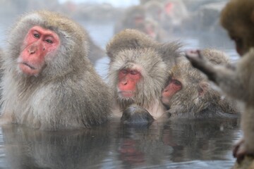 Naklejka premium Group of Japanese Snow Monkeys Relaxing in Hot Spring, Jigokudani, Nagano, Japan
