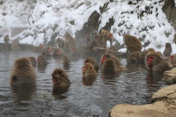 Group of Japanese Snow Monkeys Relaxing in Hot Spring, Jigokudani, Nagano, Japan