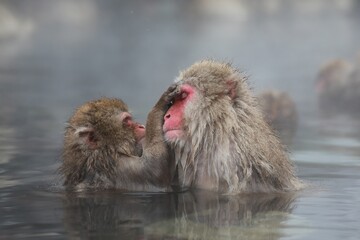 Japanese Snow Monkey Mother Enjoying Hot Spring with Family in Jigokudani, Nagano, Japan