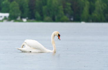 Graceful white Swan swimming in the lake, swans in the wild. Portrait of a white swan swimming on a lake.