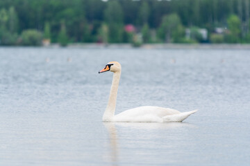 Graceful white Swan swimming in the lake, swans in the wild. Portrait of a white swan swimming on a lake.