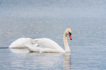 Two Graceful white Swans swimming in the lake, swans in the wild