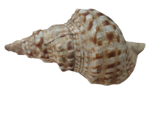 sea shell isolated on white, png