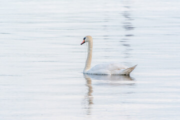 Graceful white Swan swimming in the lake, swans in the wild. Portrait of a white swan swimming on a lake.